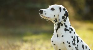 Read more about the article Dalmations & Fire Fighters